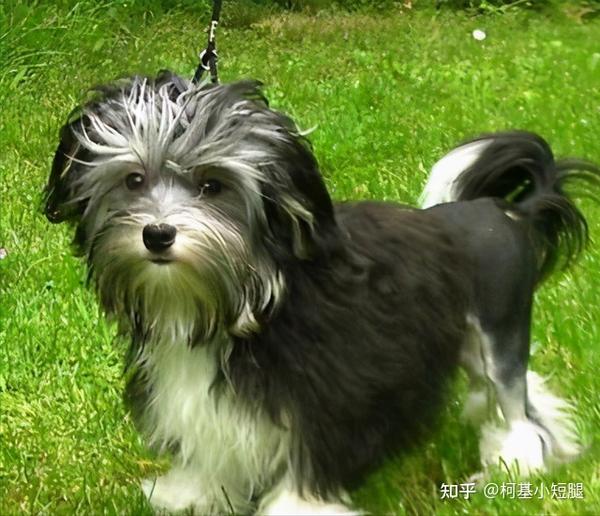 这7种 珍稀 狗狗 见过两个以上的 那你赢了 草莓秋葵芭乐绿巨人18岁 绿巨人app 绿巨人视频