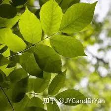 秋季观叶树种--梣树(白蜡树 F. excelsior) - 知乎