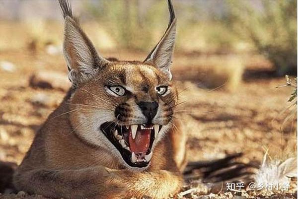 地球上最凶狠的6种野猫,狞猫能够一跃4米,猞猁竟敢单挑狼群? - 知乎