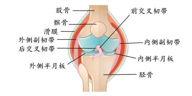 膝关节是人体最大,结构最复杂的关节,它由1层滑膜,2个半月板,3块骨头