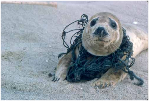 别再让海洋垃圾,成为杀死下一只动物的凶器