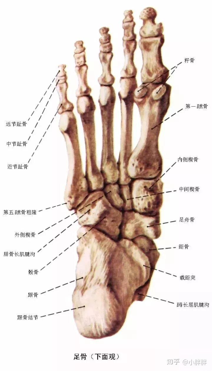踝关节解剖 - 知乎