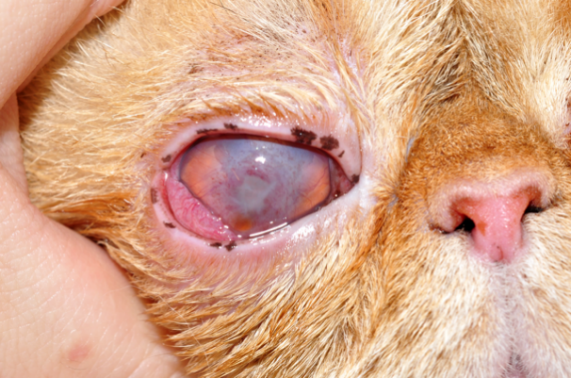 猫大疱性角膜病变使用角膜热灼烧治疗