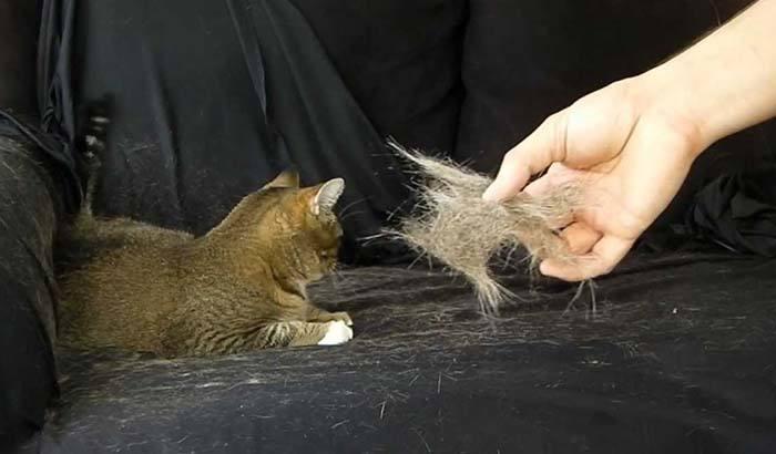 夏季宠物毛发乱飞空气净化器可以解决吗