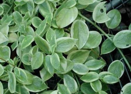 斑叶垂椒草——植物非试管高效快繁 - 知乎