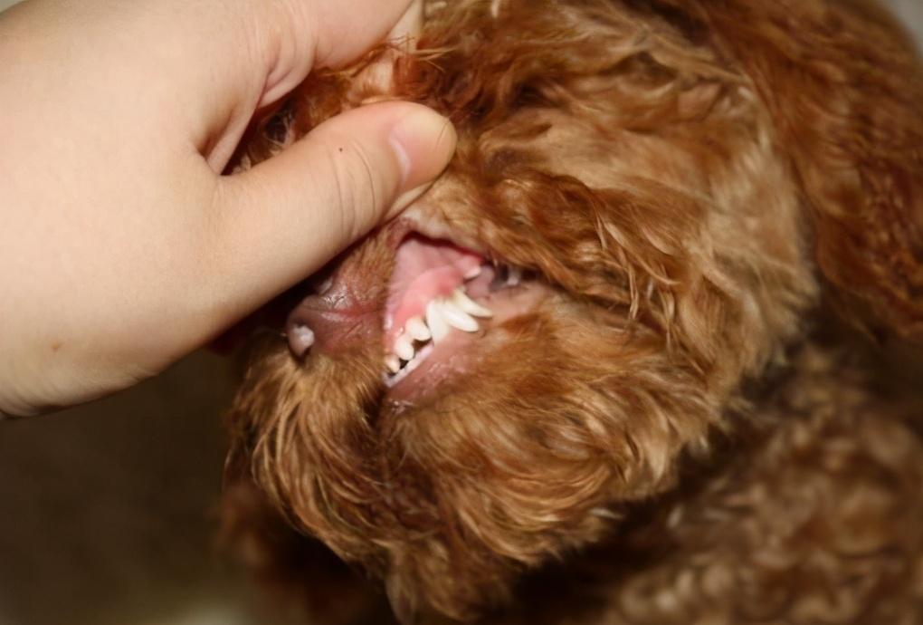 给泰迪犬保持牙齿健康也是很重要的主人千万不要忽视了,如果忽略狗狗