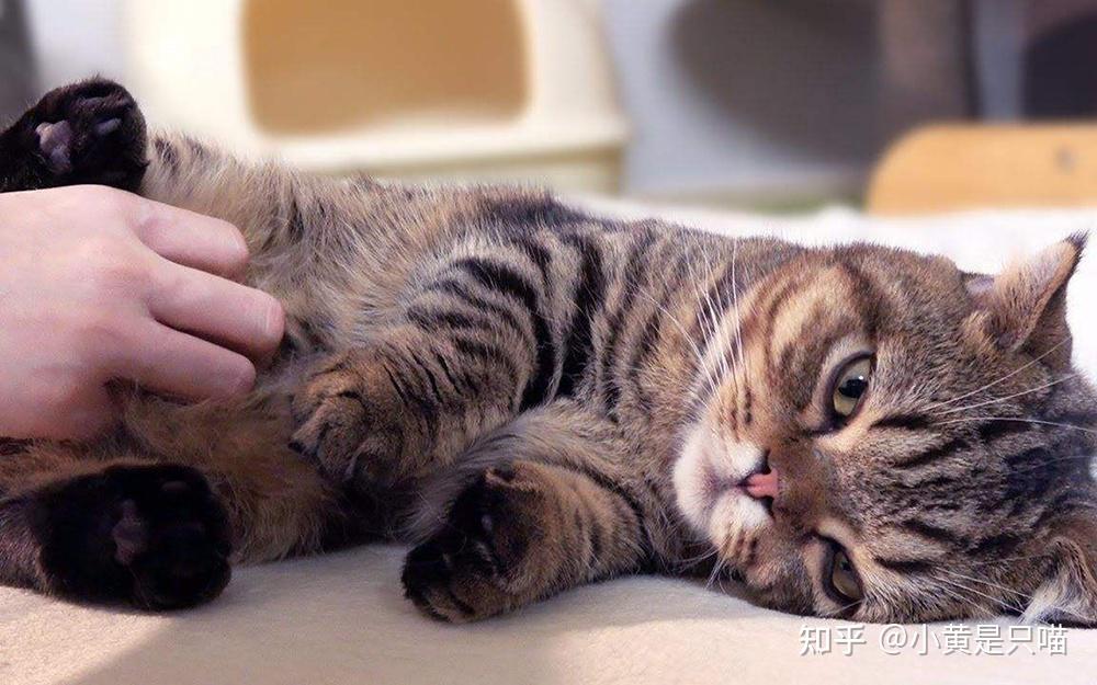 猫咪怎么喂食比较科学 v2-b46df6fb0c35880dcc5b14896b139e77_r.jpg