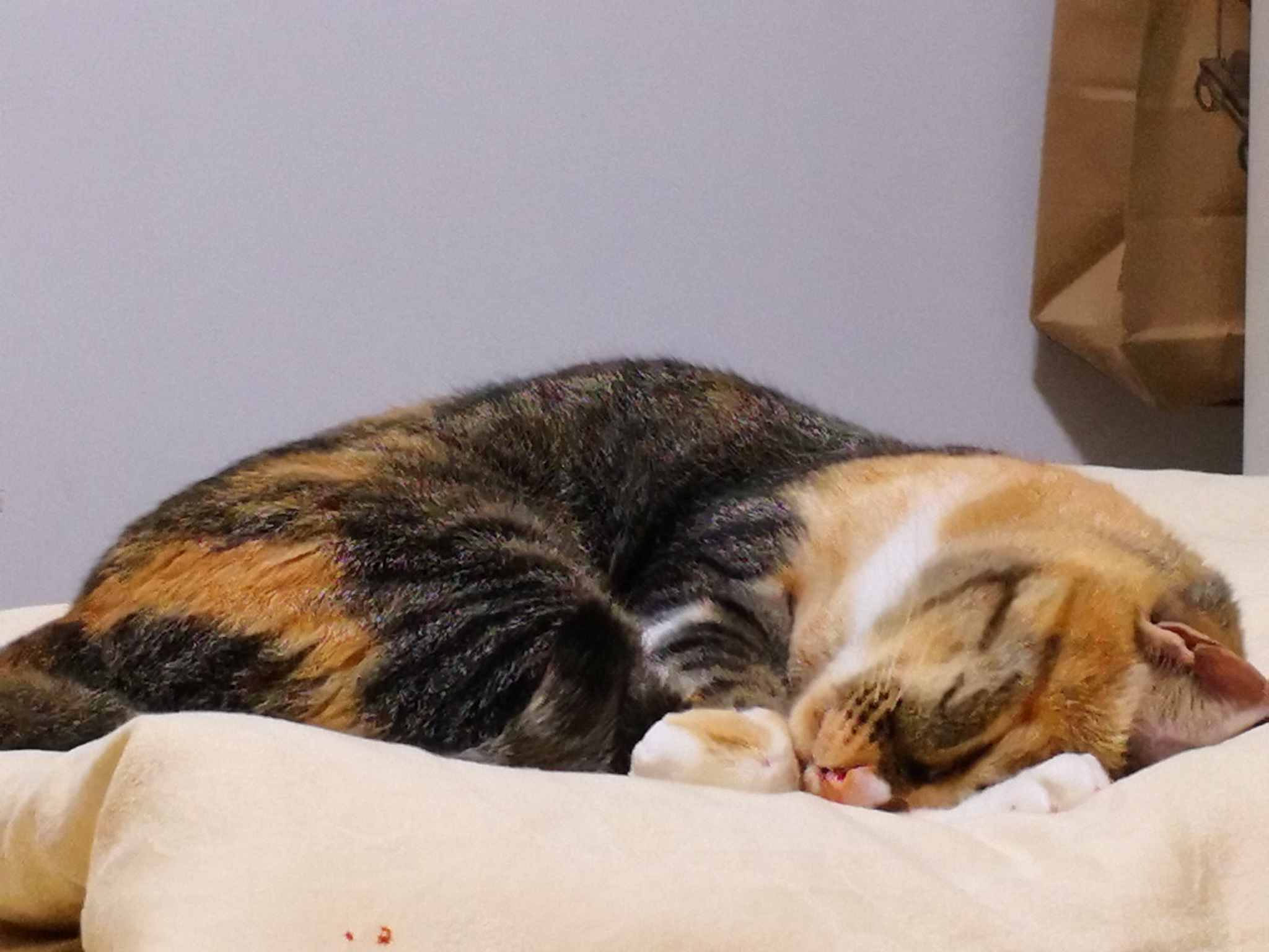 你的猫做了什么让你觉得他真聪明?