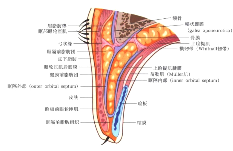 双眼皮入门级科普眼睑解剖图解