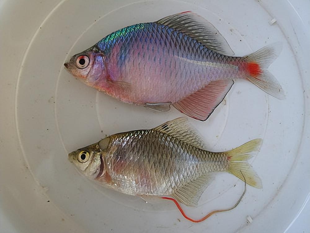 67可能不少朋友很纳闷这条雌性鳑鲏鱼的排卵管怎么跑到了体外?