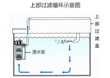 科普:"我养你呀"——鱼缸过滤系统