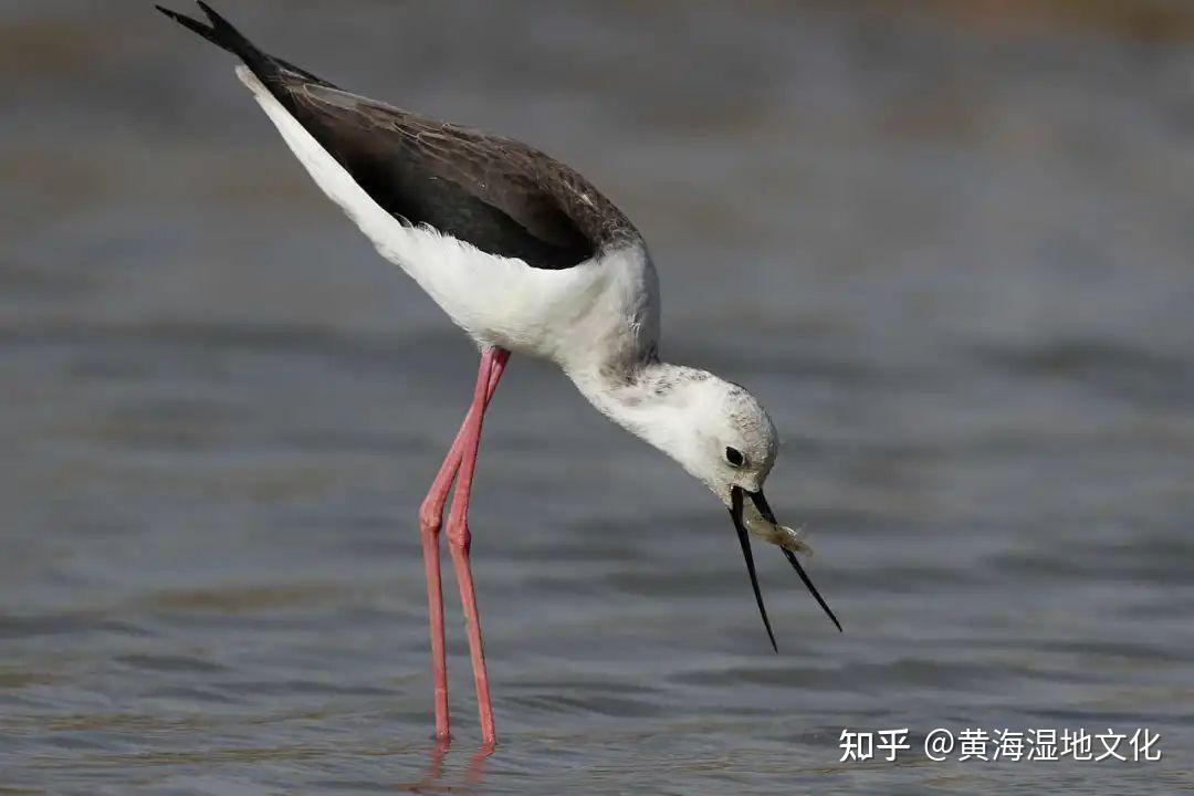 鸟类科普① | 湿地保护和鸟类迁徙研究的代表类群——鹬科鸟类 - 知乎