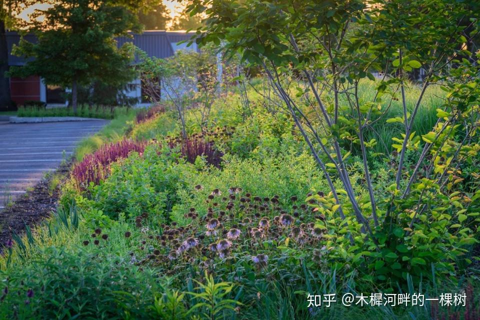 生态景观种植---一种拟自然的草甸式景观 - 知乎