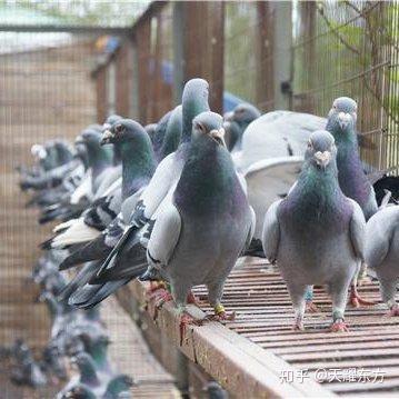 养鸽致富 凯哥带路 蜂箱养鸽成为新时期农业产业致富新亮点 知乎 养鸽致富 凯哥带路 蜂箱养鸽成为新时期农业产业致富新亮点 知乎