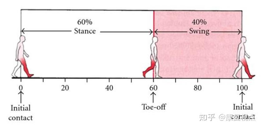 步态分析，详解人类步态和异常步态 - 知乎
