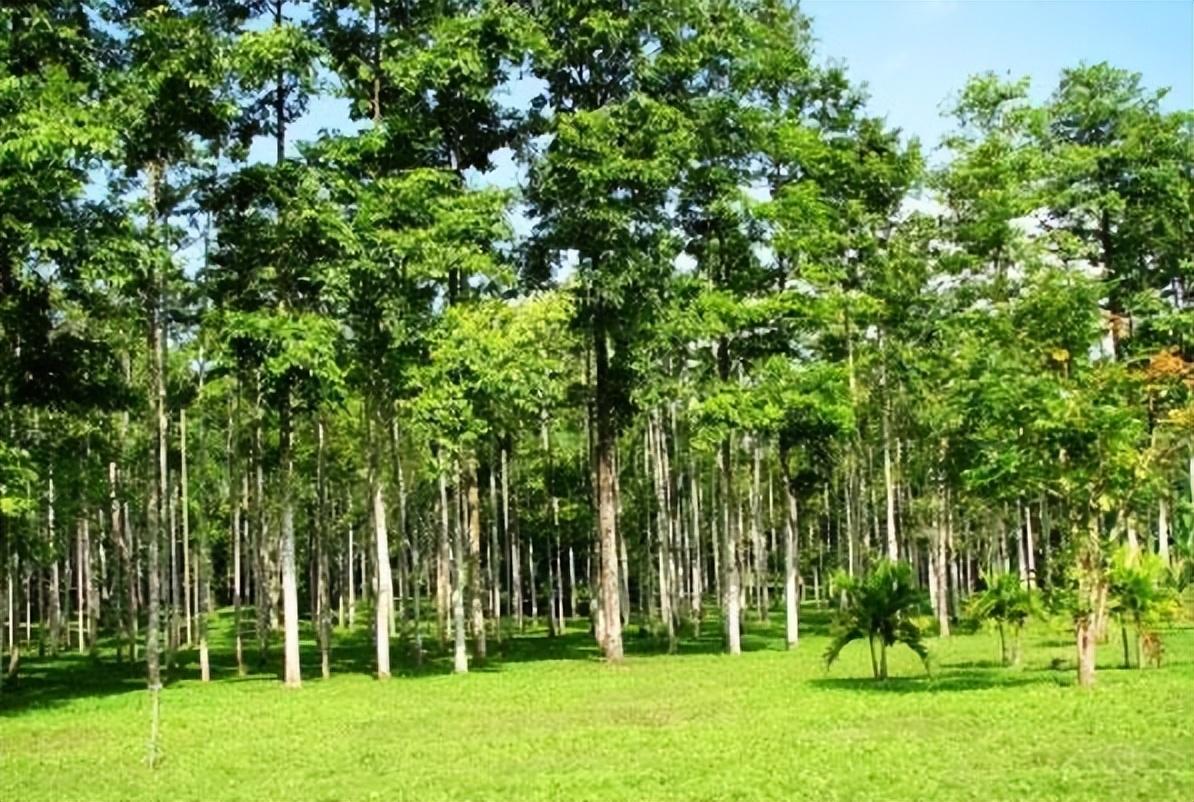 为何中国坚持引进轻木,一年窜7米的世界最轻树的种植秘密!