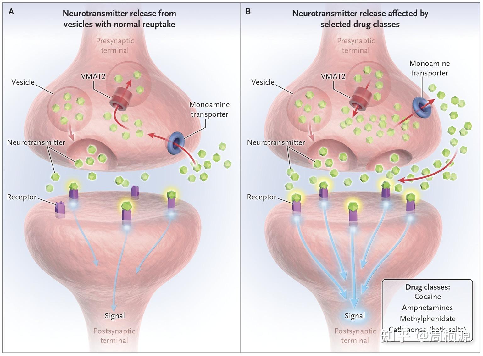 每种在5 -羟色胺,多巴胺和去甲肾上腺素能系统上有不同受体(图2)
