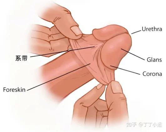 男性系带在哪儿图片