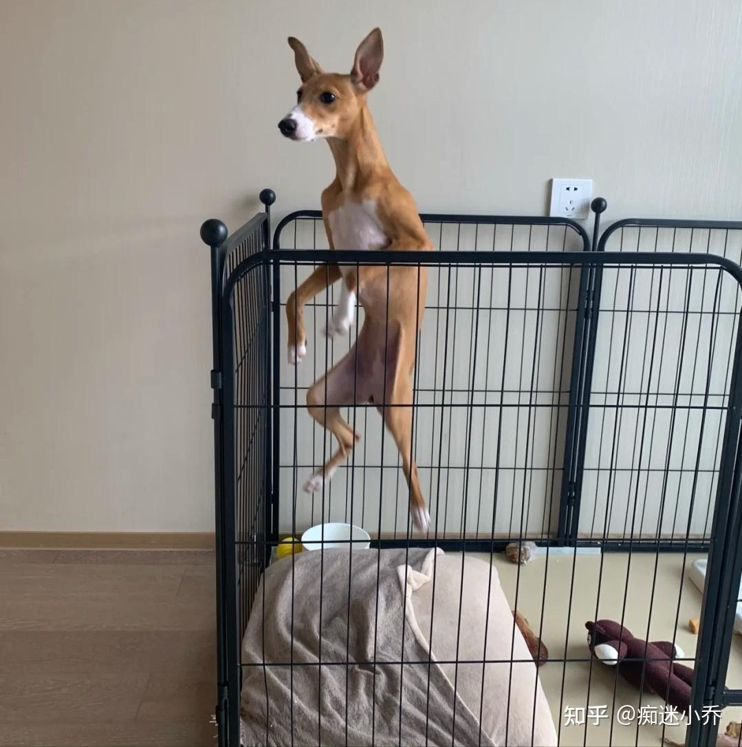 “稀有”灵缇犬,新手能养吗? - 知乎