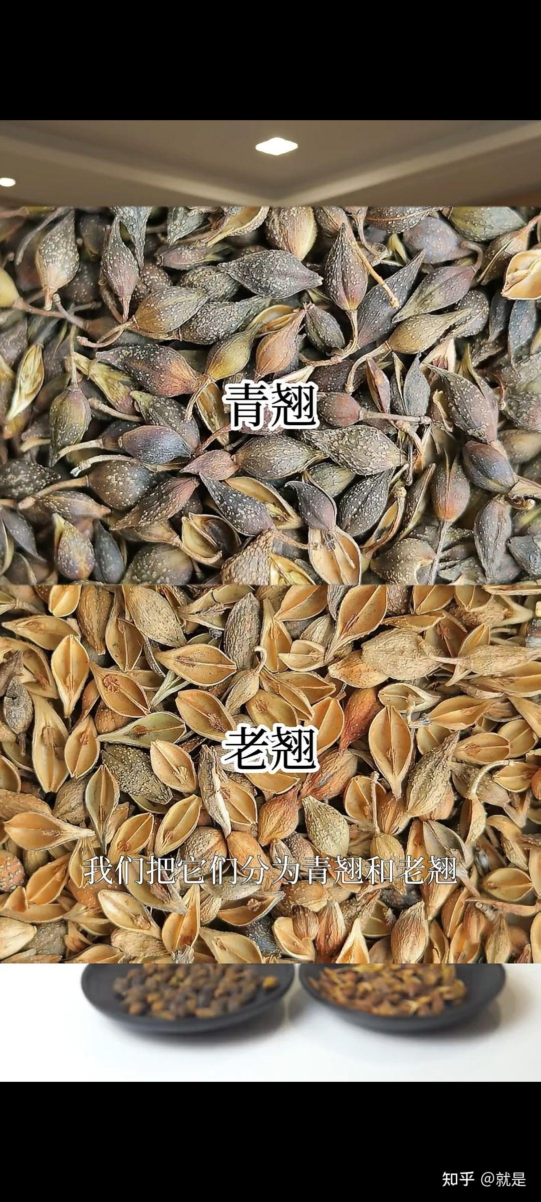 连翘的真假你真的知道吗？告诉你们最简单区别连翘的方法 - 知乎