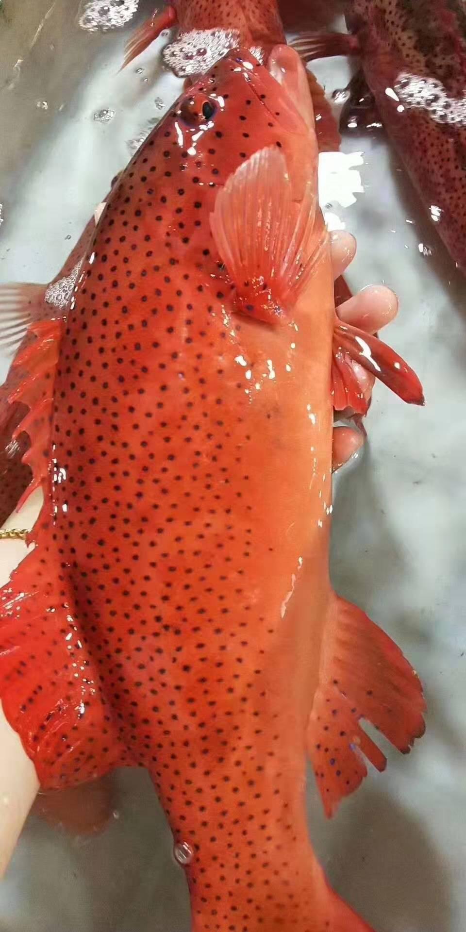 一层山小渔翁说高级国宴鱼豪门硬菜东星斑