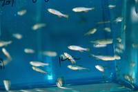 【斑马鱼】养在96孔板里的动物模型