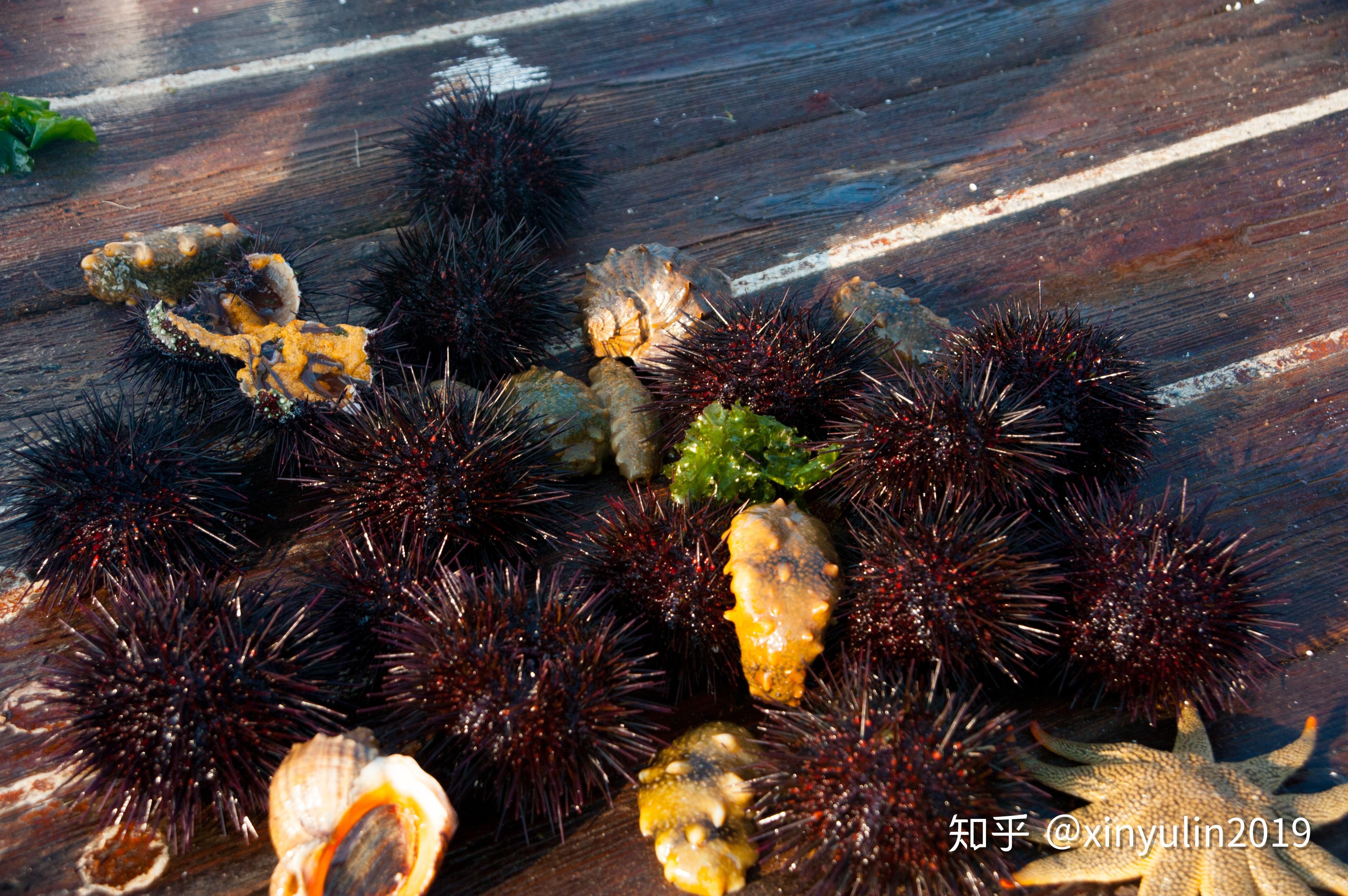 海胆,人类的"表亲"