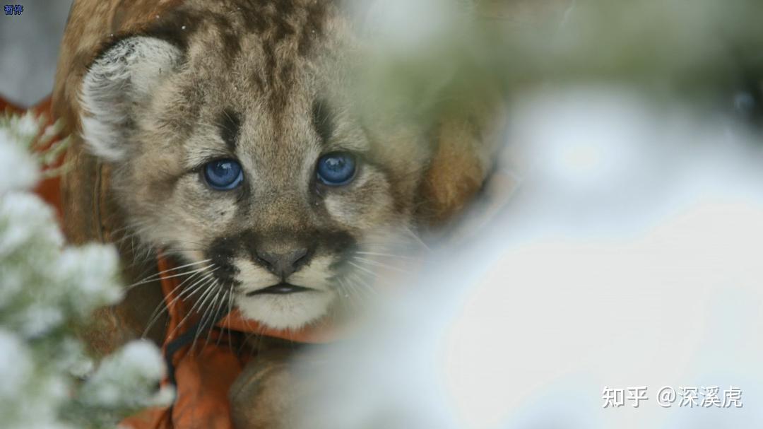 非典型bbc作品大猫日记