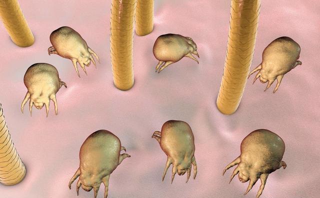 螨虫细菌克星雪莱特t8消毒灯开箱测评