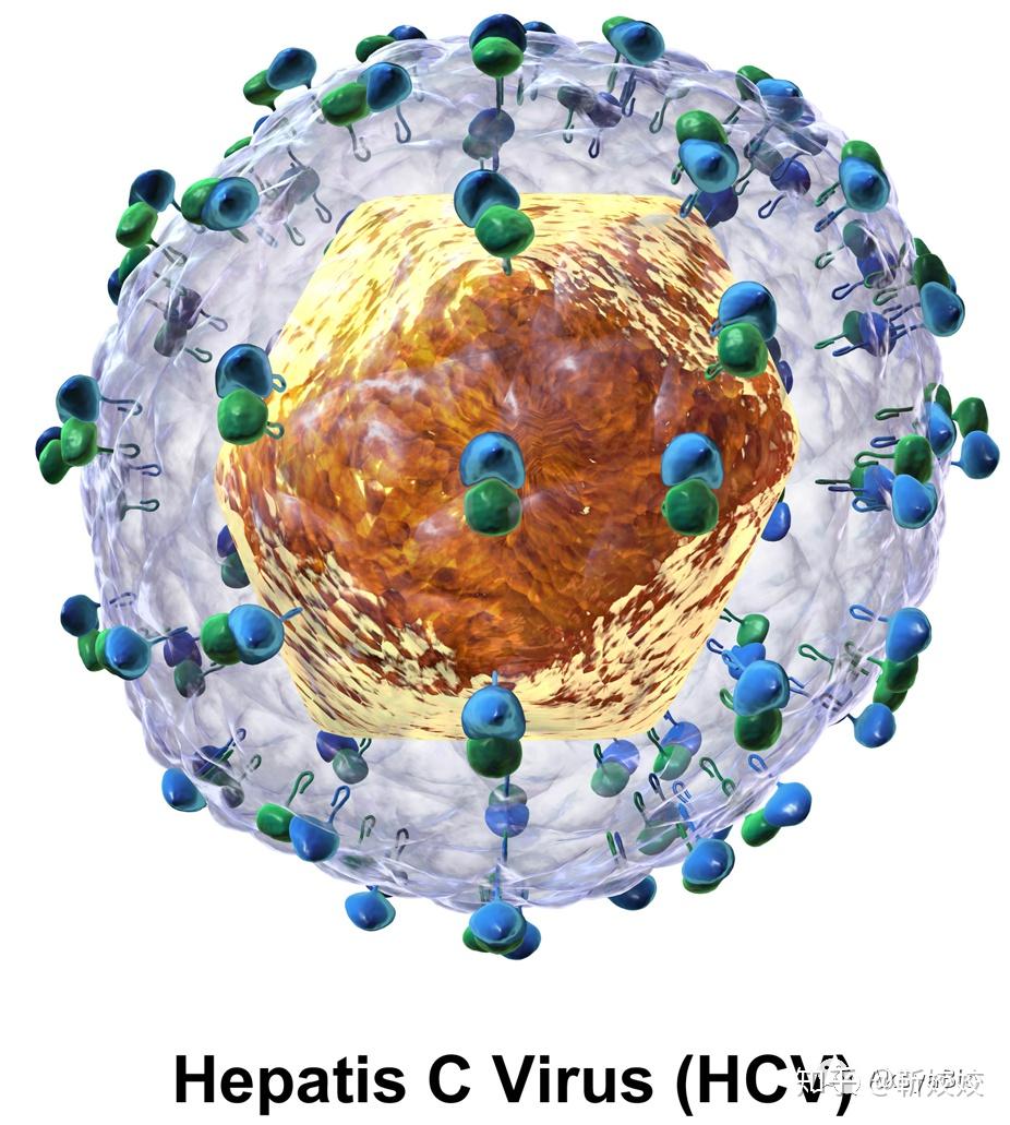 案例精选2020诺贝尔生理医学奖hcv丙型肝炎opal多色研究案例分享