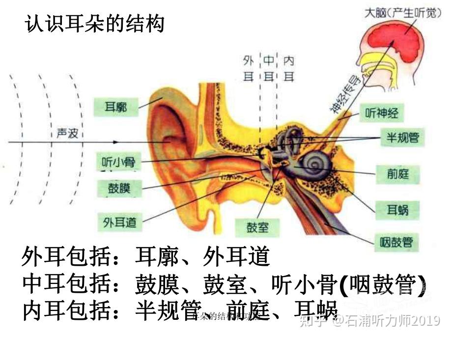 耳甲腔癌图片