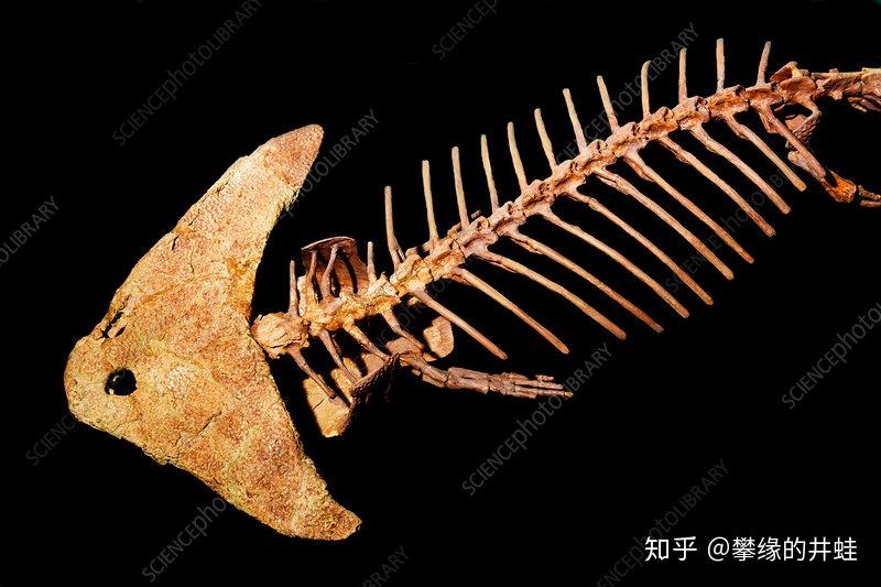 井蛙标出了羊膜类大概的位置,所以从系统发生学上看,壳椎类其实更接近