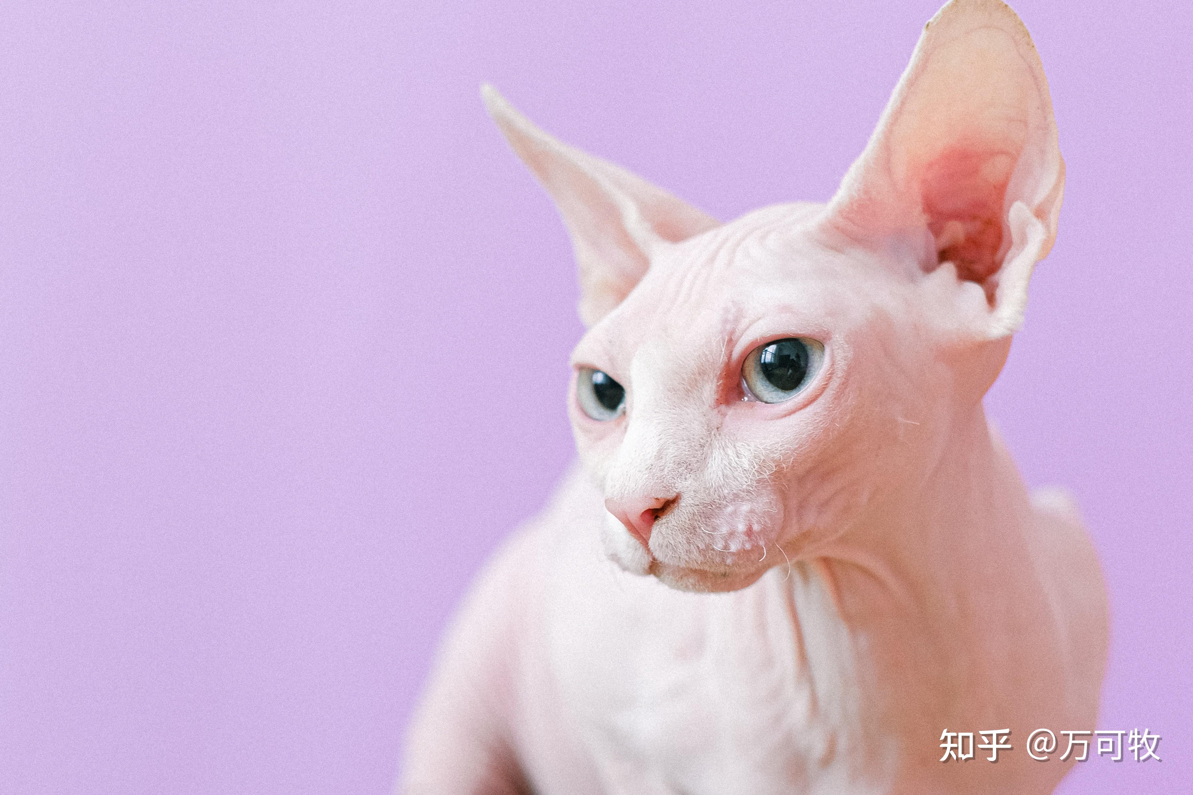 9,斯芬克斯猫(sphynx)