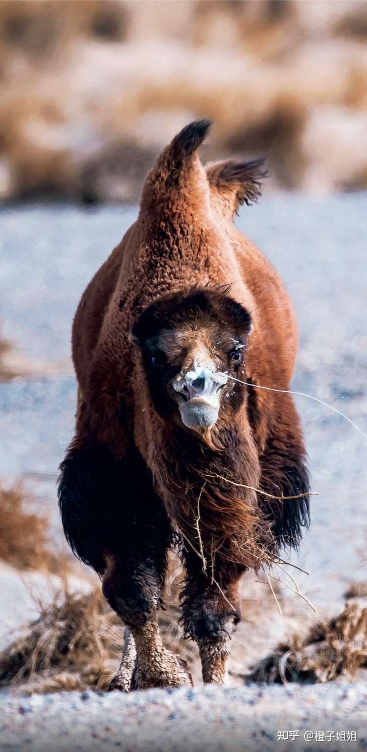 10月5日蚂蚁森林之神奇物种的新发现野骆驼
