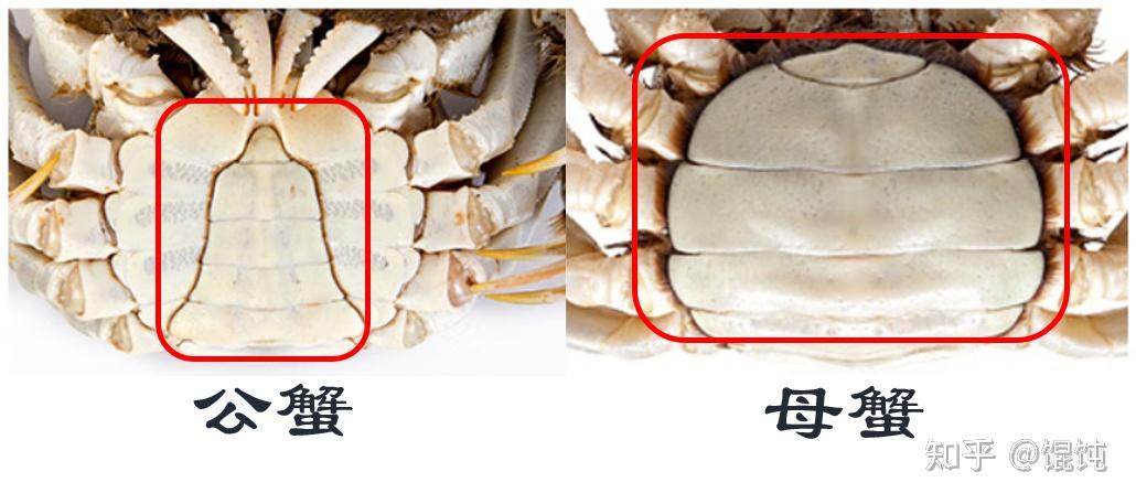 2022年大闸蟹推荐品牌-阳澄湖大闸蟹/固城湖大闸蟹/大纵湖大闸蟹怎么保存? - 知乎