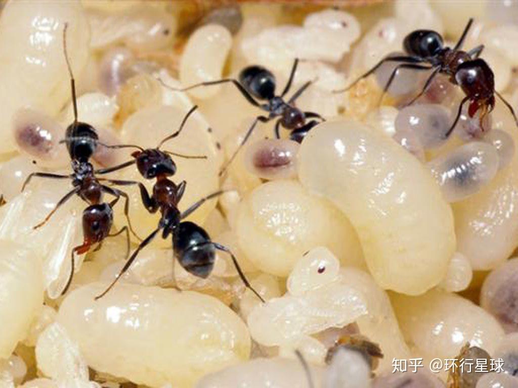 长达5000公里，蚂蚁群落为何能如此庞大？蚂蚁是社会性最强的生物|蚂蚁|群落|社会性_新浪新闻