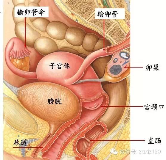 得了腺肌症以後子宮增大會不會影響周圍的器官