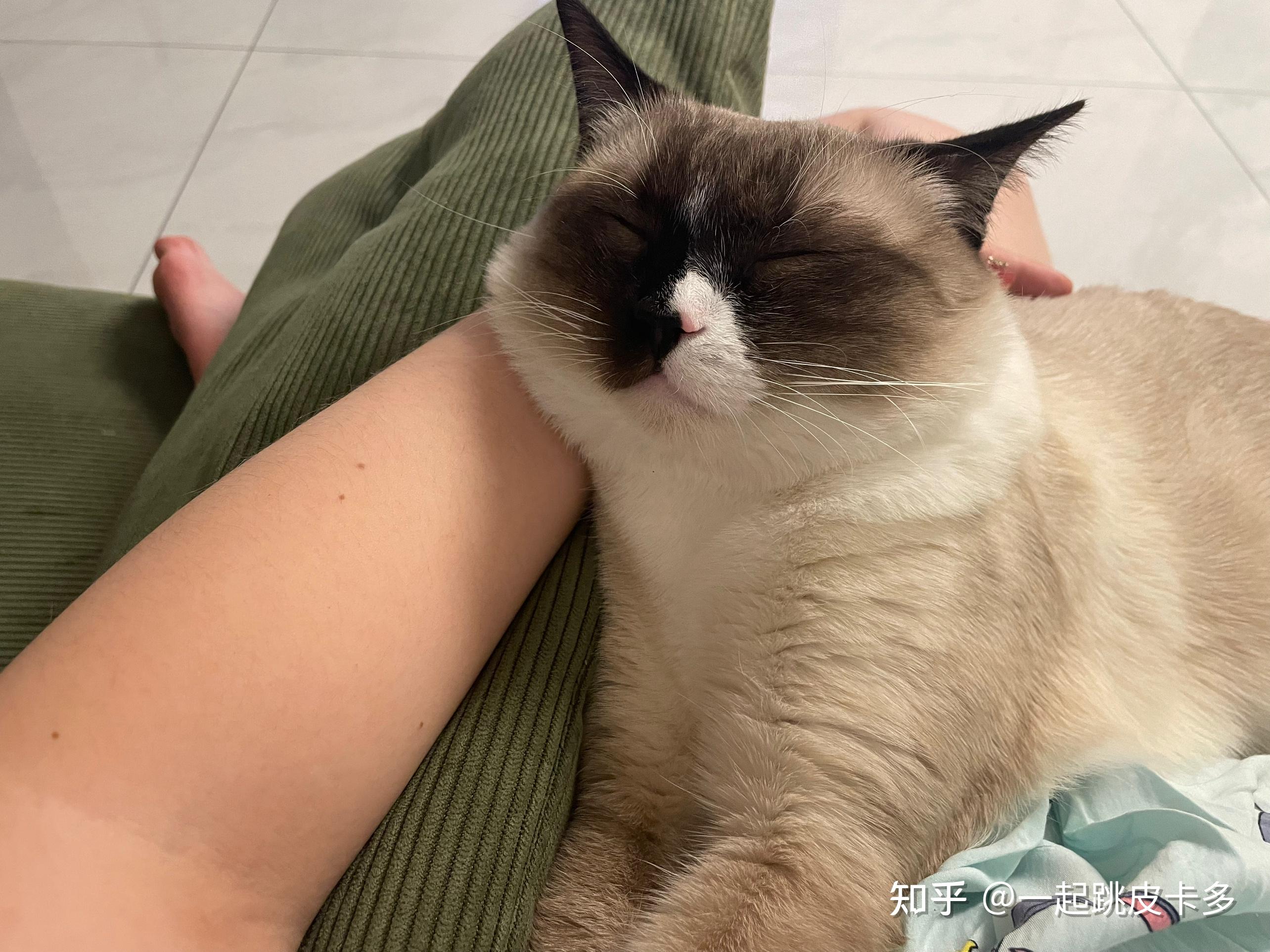 布偶猫和暹罗猫的串串什么样的 知乎