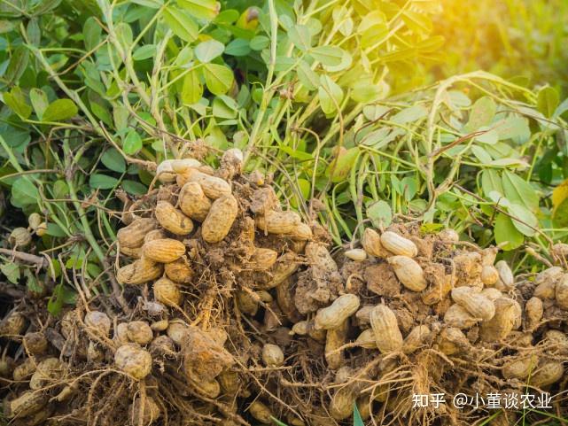 花生種植技巧花生生長中期管理要點