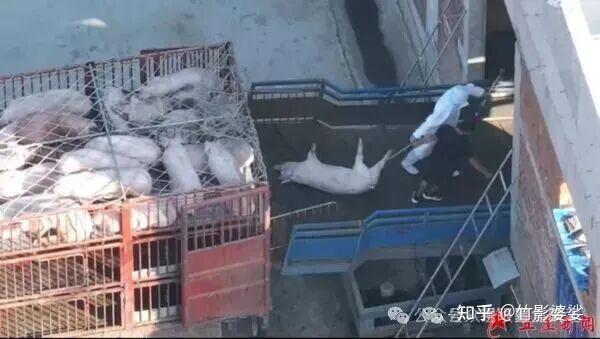 山东省临沂市沂南县盛祥食品被曝死猪入厂 监管回应引质疑 - 知乎