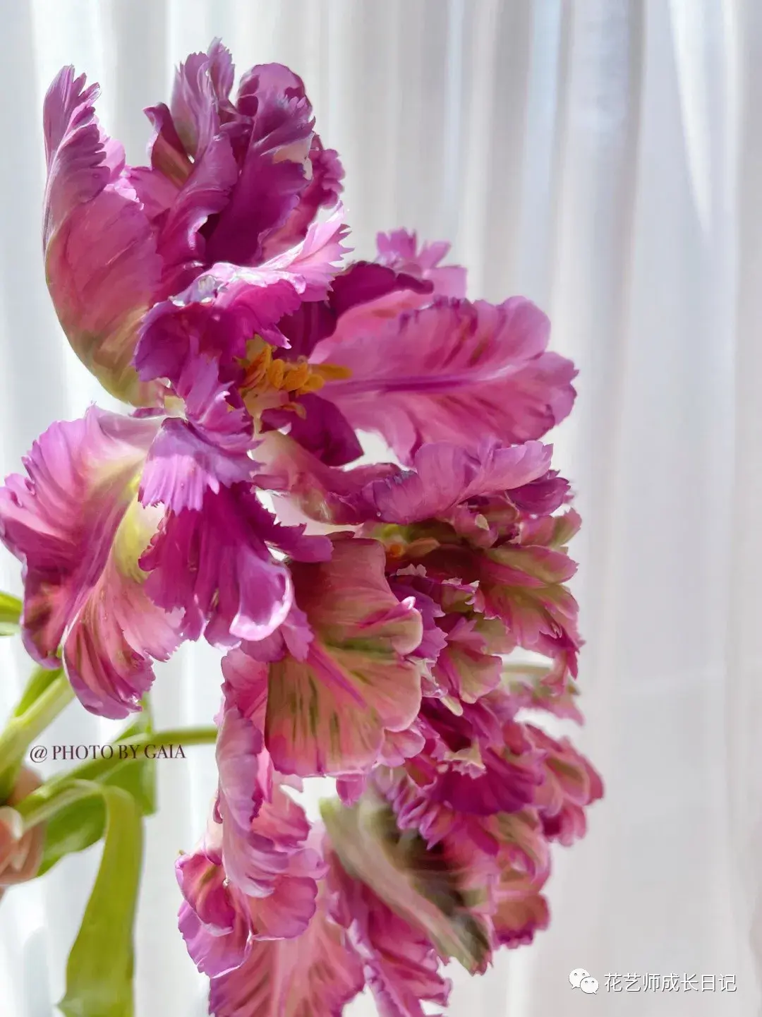 4 | 5款鹦鹉系列郁金香,惊艳四座的美丽!