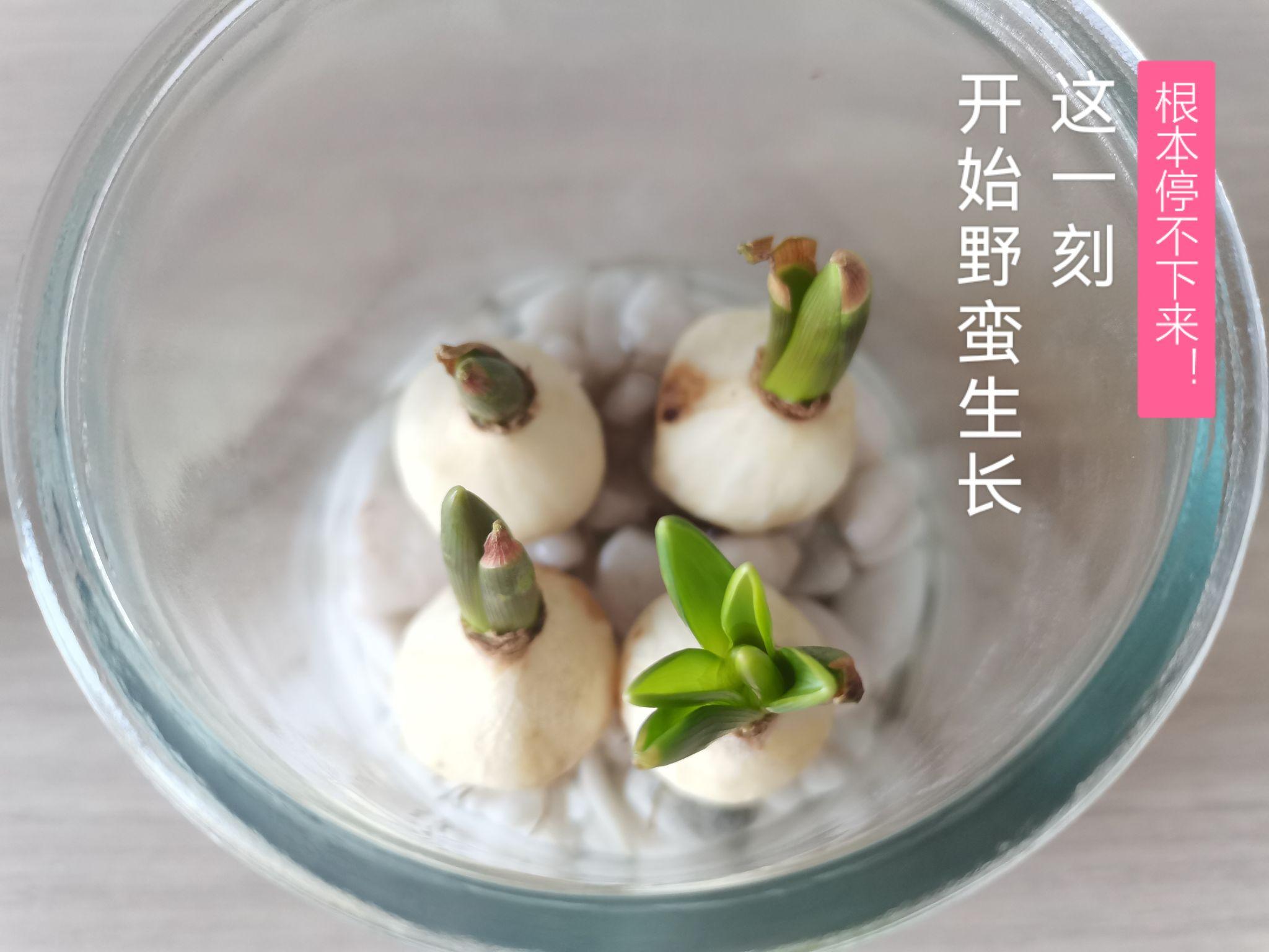 葡萄风信子种球养护