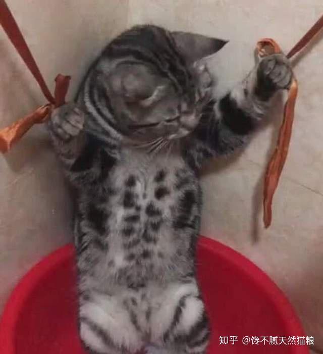 不要用这5种方法惩罚猫咪一点用都没有