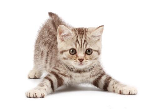 猫咪怀孕及生产护理攻略 知乎 猫咪怀孕及生产护理攻略 知乎