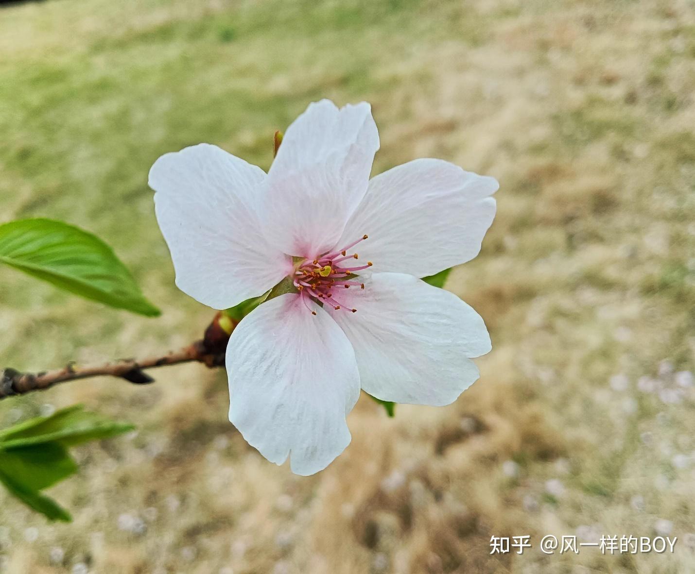 阳春三月，樱花美呀！ - 知乎