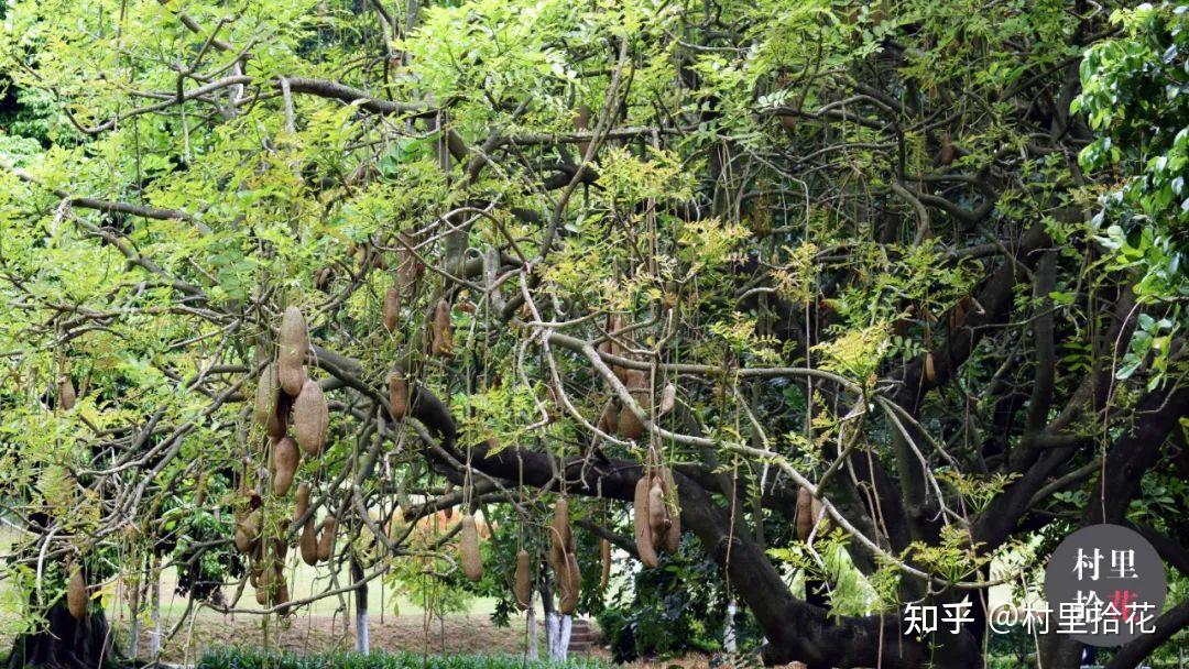 吊燈樹你有被我的果實砸到過嗎