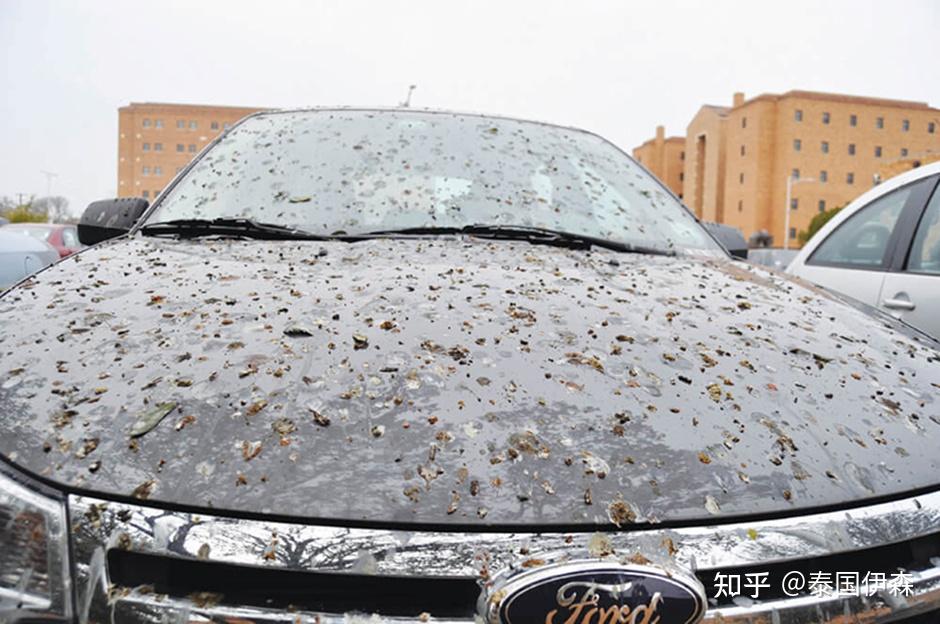 – 鸟屎对车漆的影响.