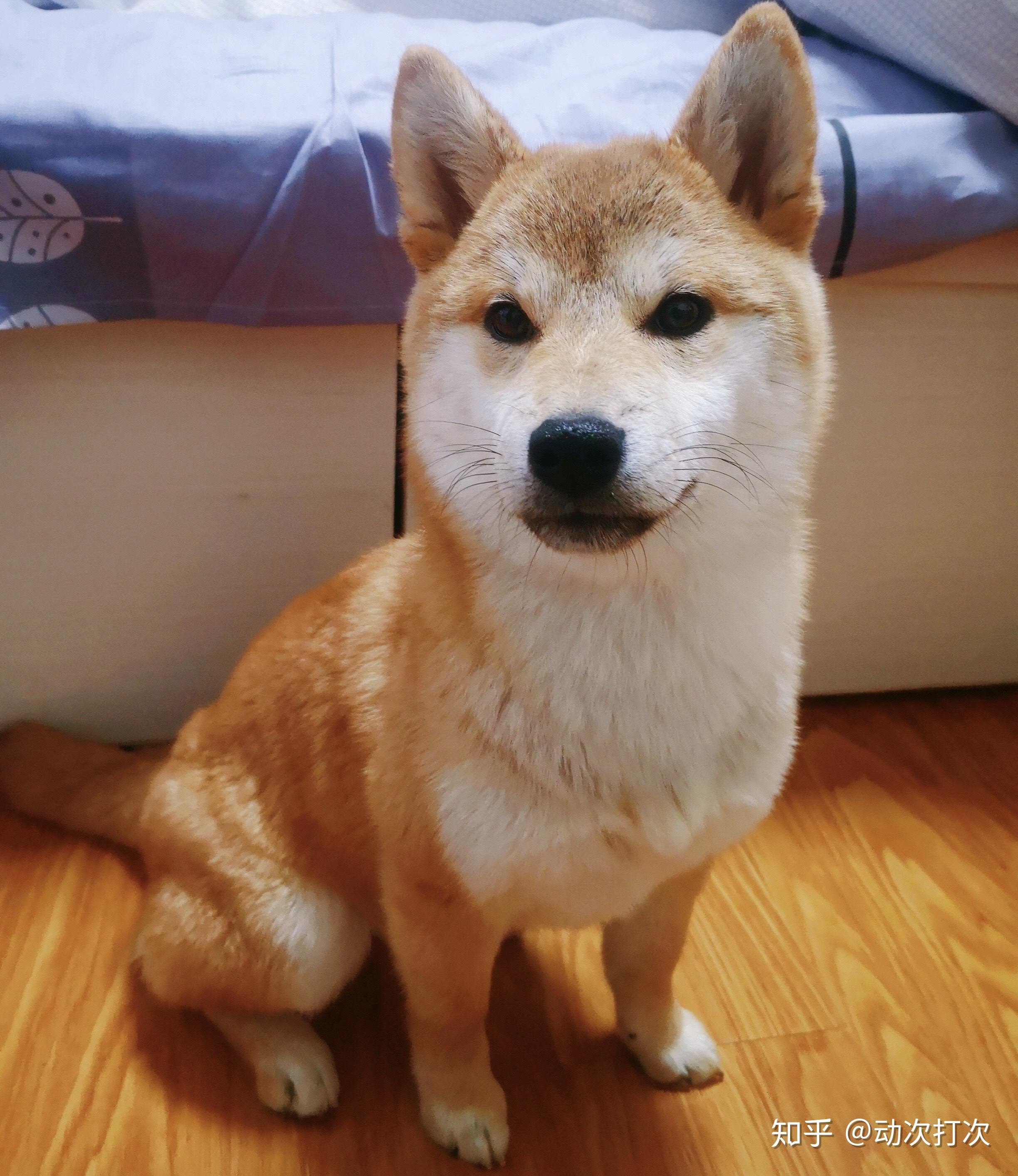 家里有一只可爱的柴犬宝宝是什么体验