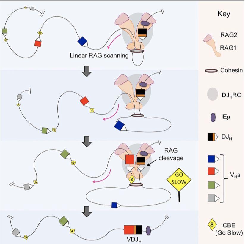 Cell Ctcf V D J