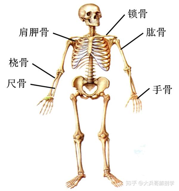 手前臂骨头结构图图片